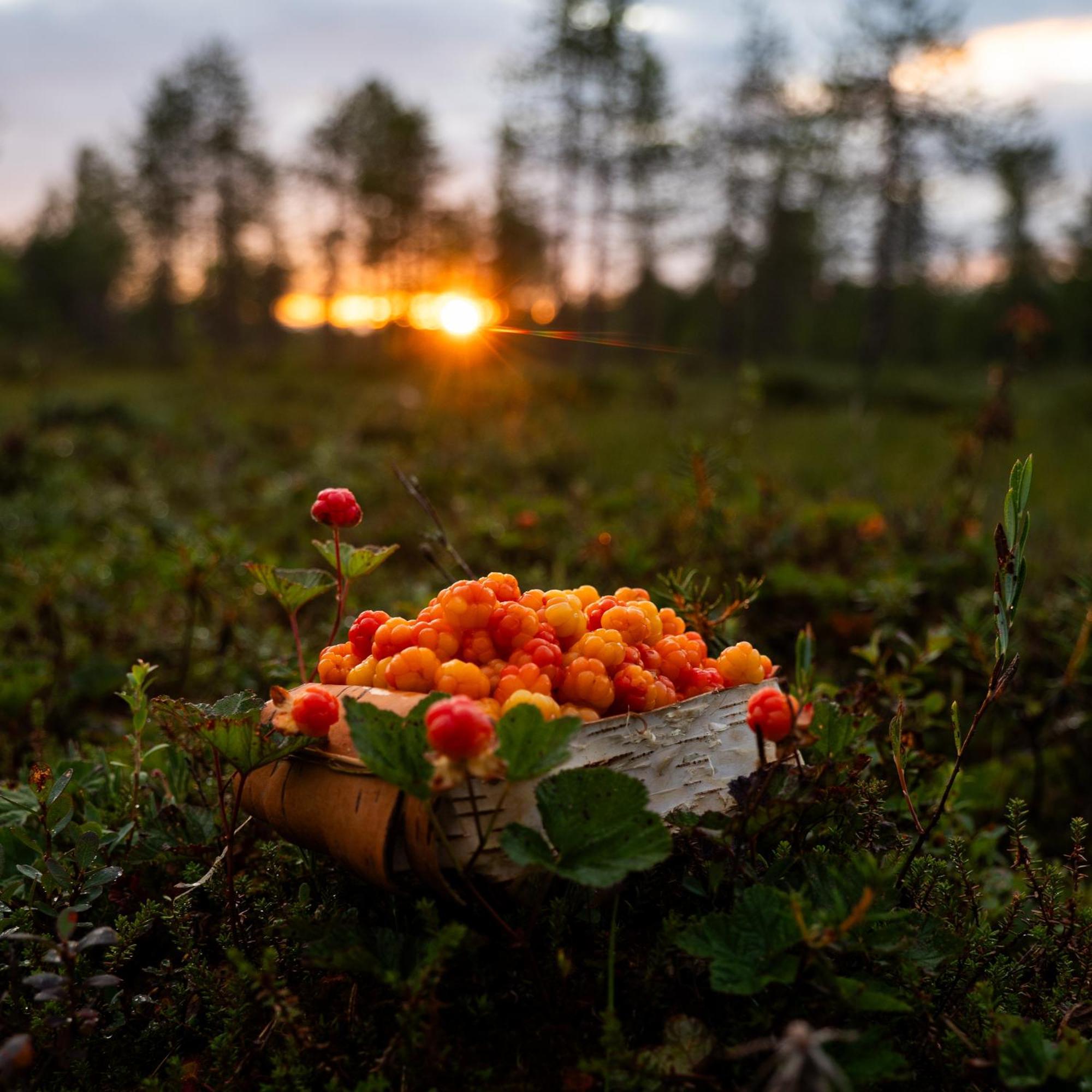 Lapin Villa Hiisi Joen Rannalla Ranua Exteriér fotografie
